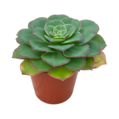 Aeonium pseudourbicum