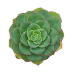 Aeonium pseudourbicum