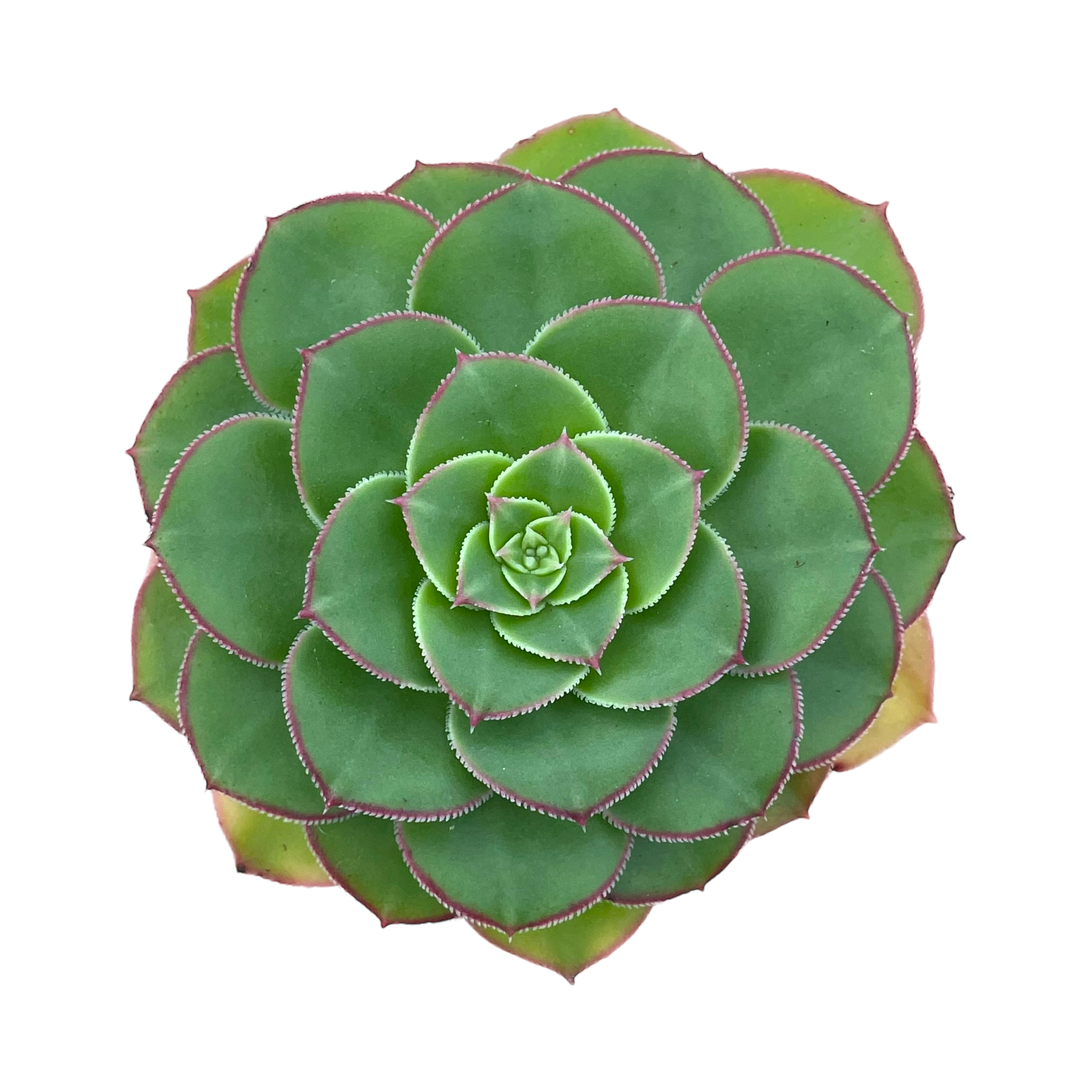 Aeonium pseudourbicum