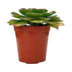 Aeonium pseudourbicum