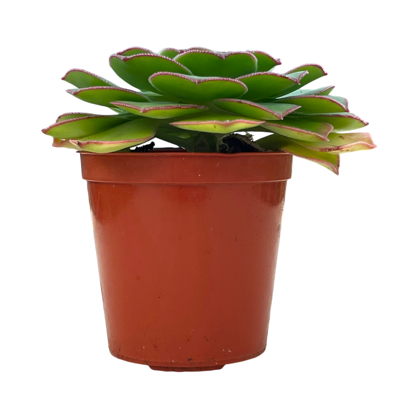 Aeonium pseudourbicum