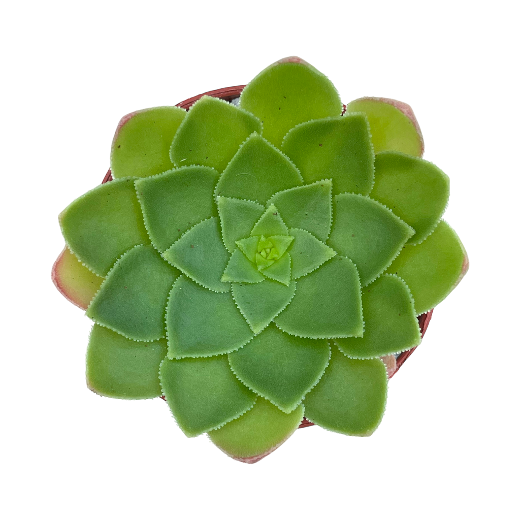 Aeonium glandulosum