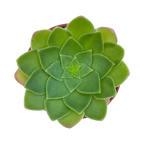 Aeonium glandulosum