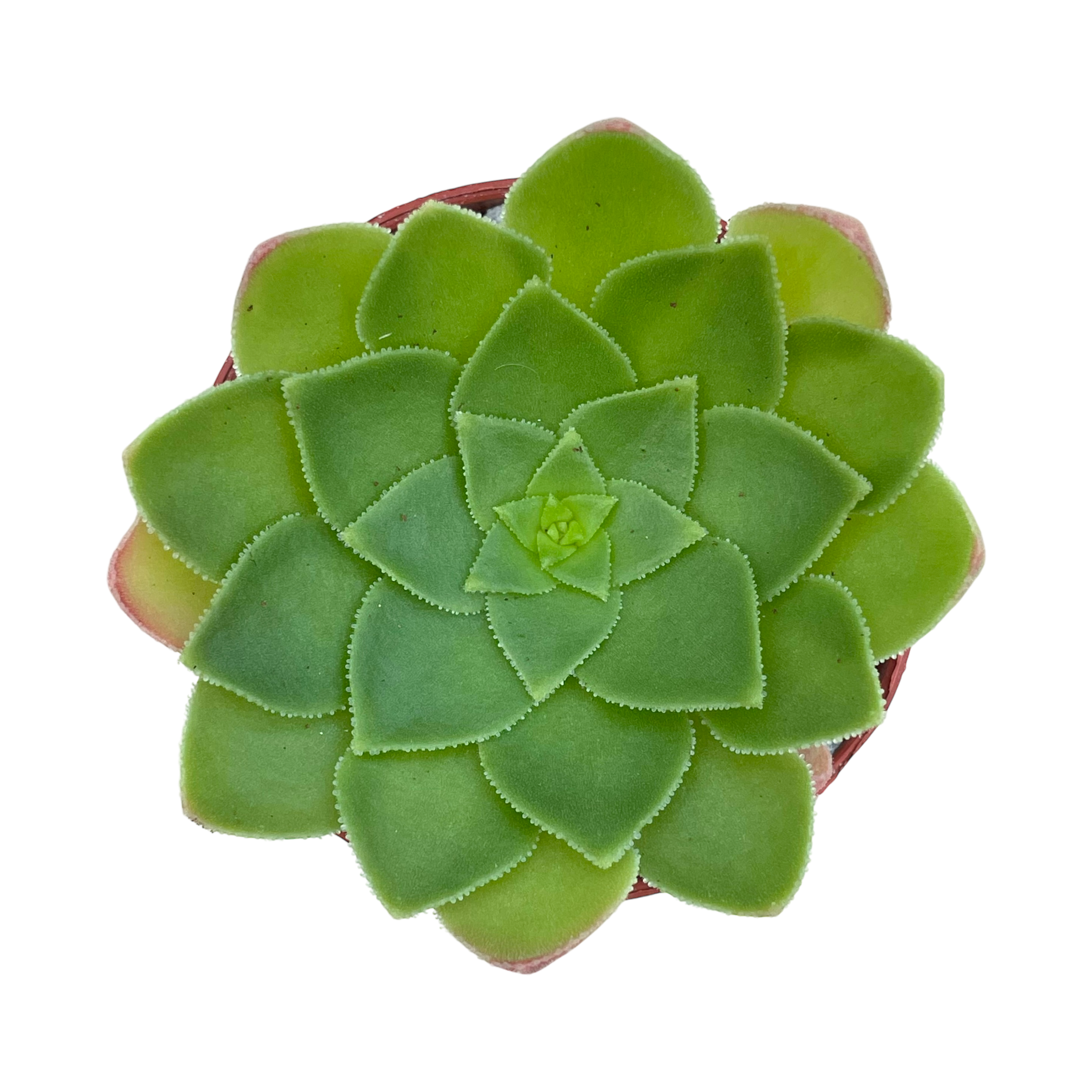 Aeonium glandulosum