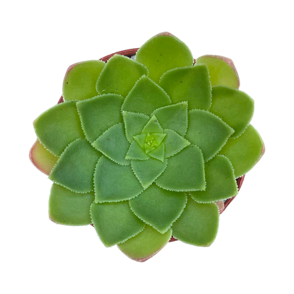 Aeonium glandulosum