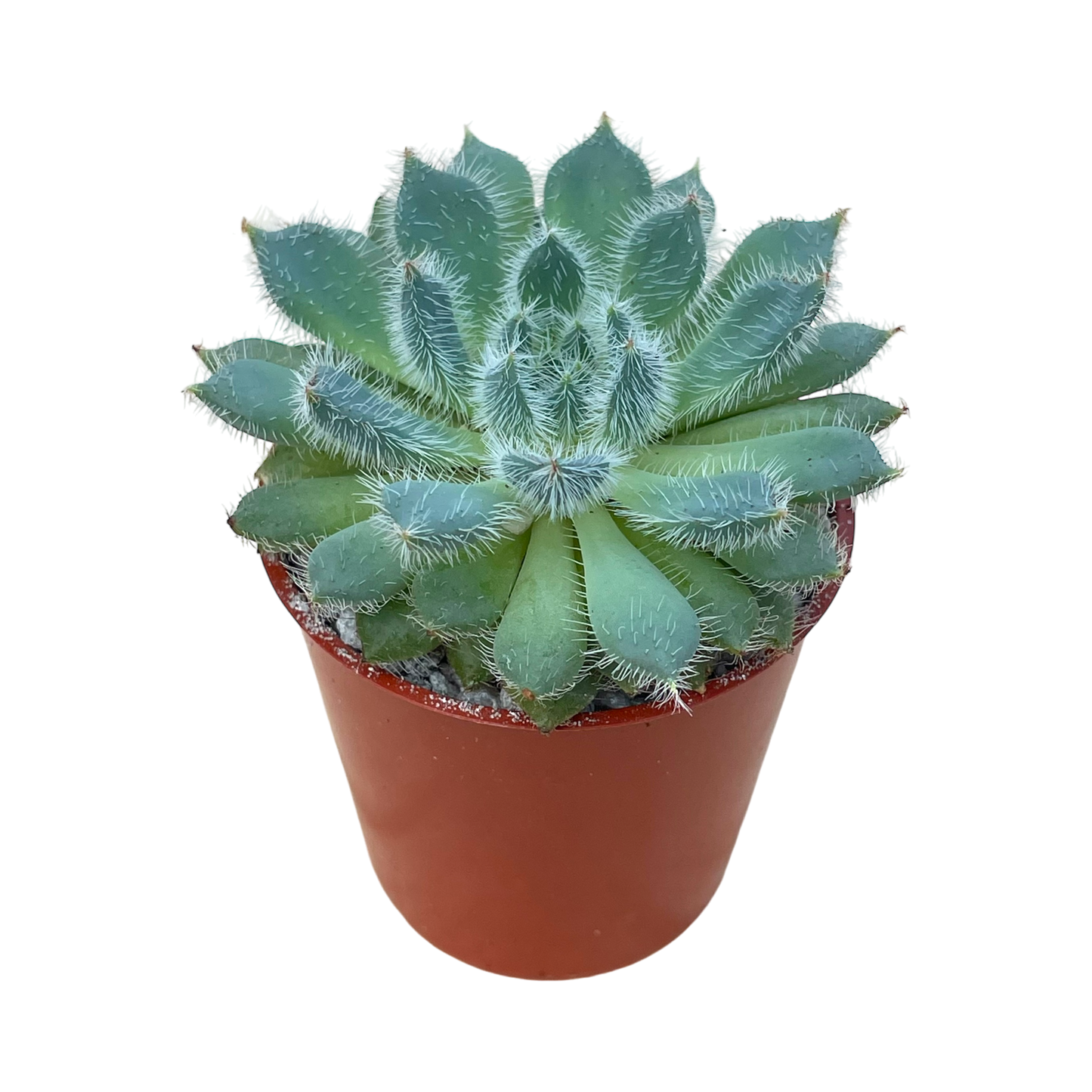 Echeveria 'Tarantula'