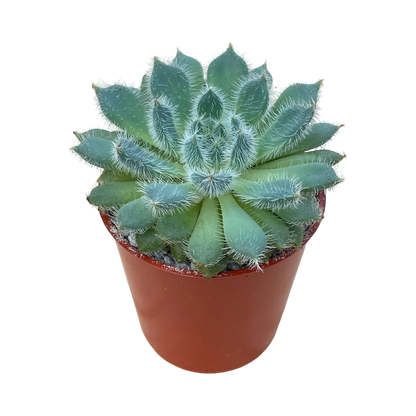 Echeveria 'Tarantula'