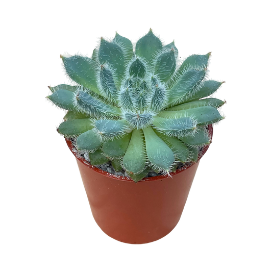 Echeveria 'Tarantula'