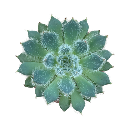 Echeveria 'Tarantula'