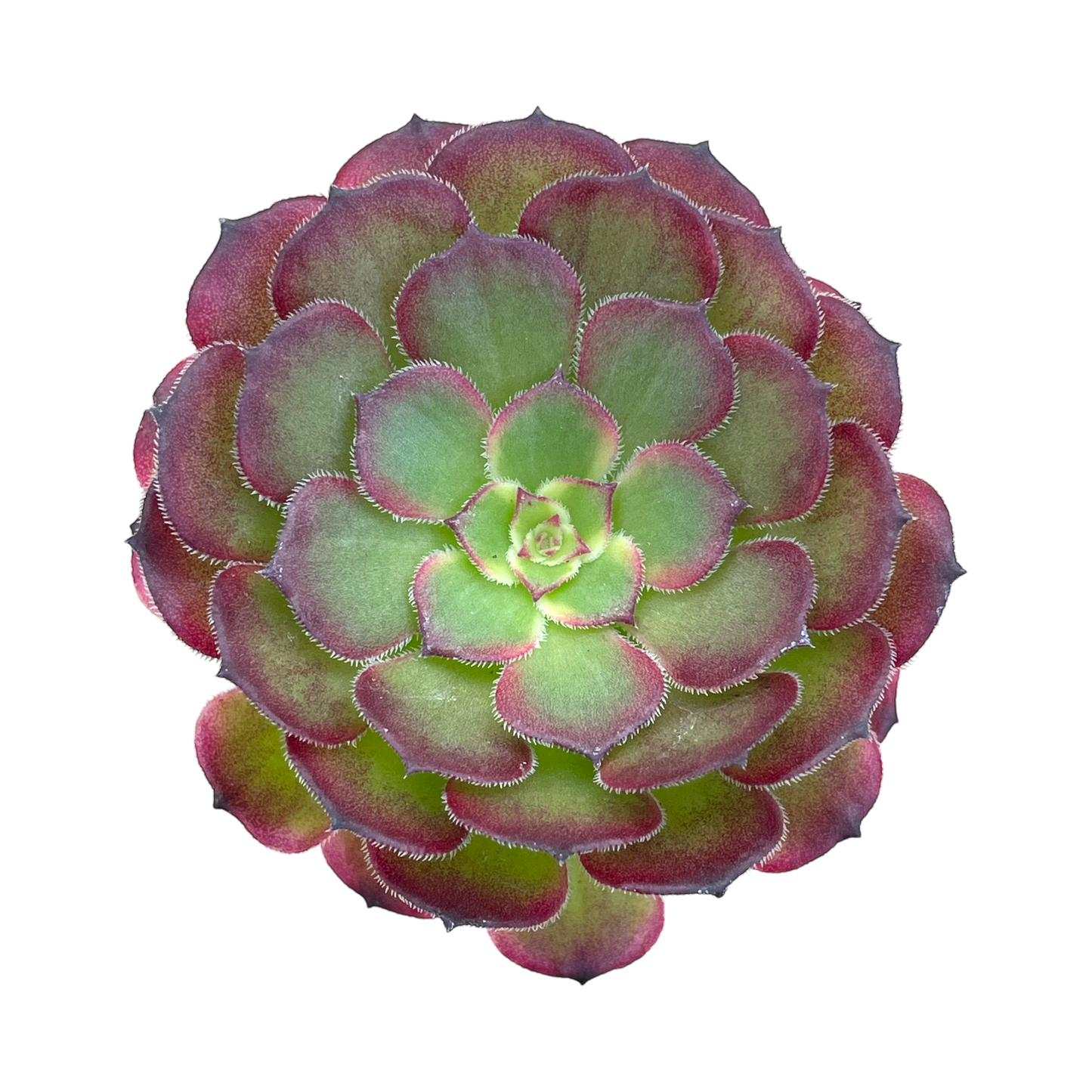 Aeonium 'Black King Kong'