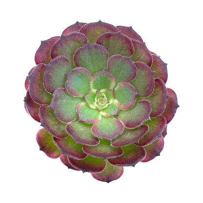 Aeonium 'Black King Kong'