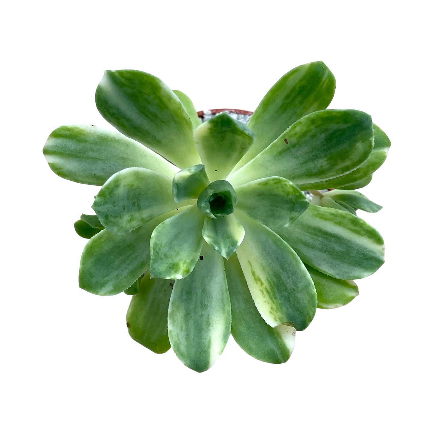 Aeonium 'Suncup'