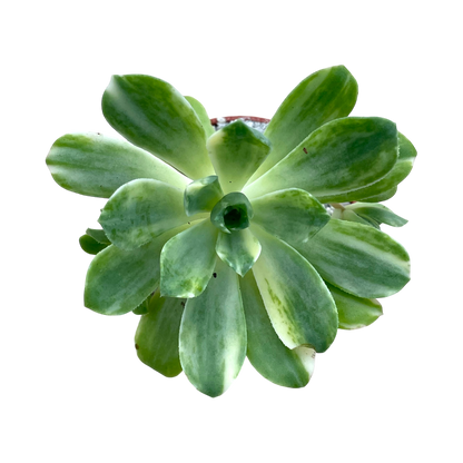 Aeonium 'Suncup'