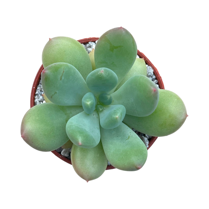 x Pachyveria 'Thunderbird'