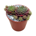 Sempervivum 'Kitty's'