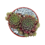 Sempervivum 'Kitty's'