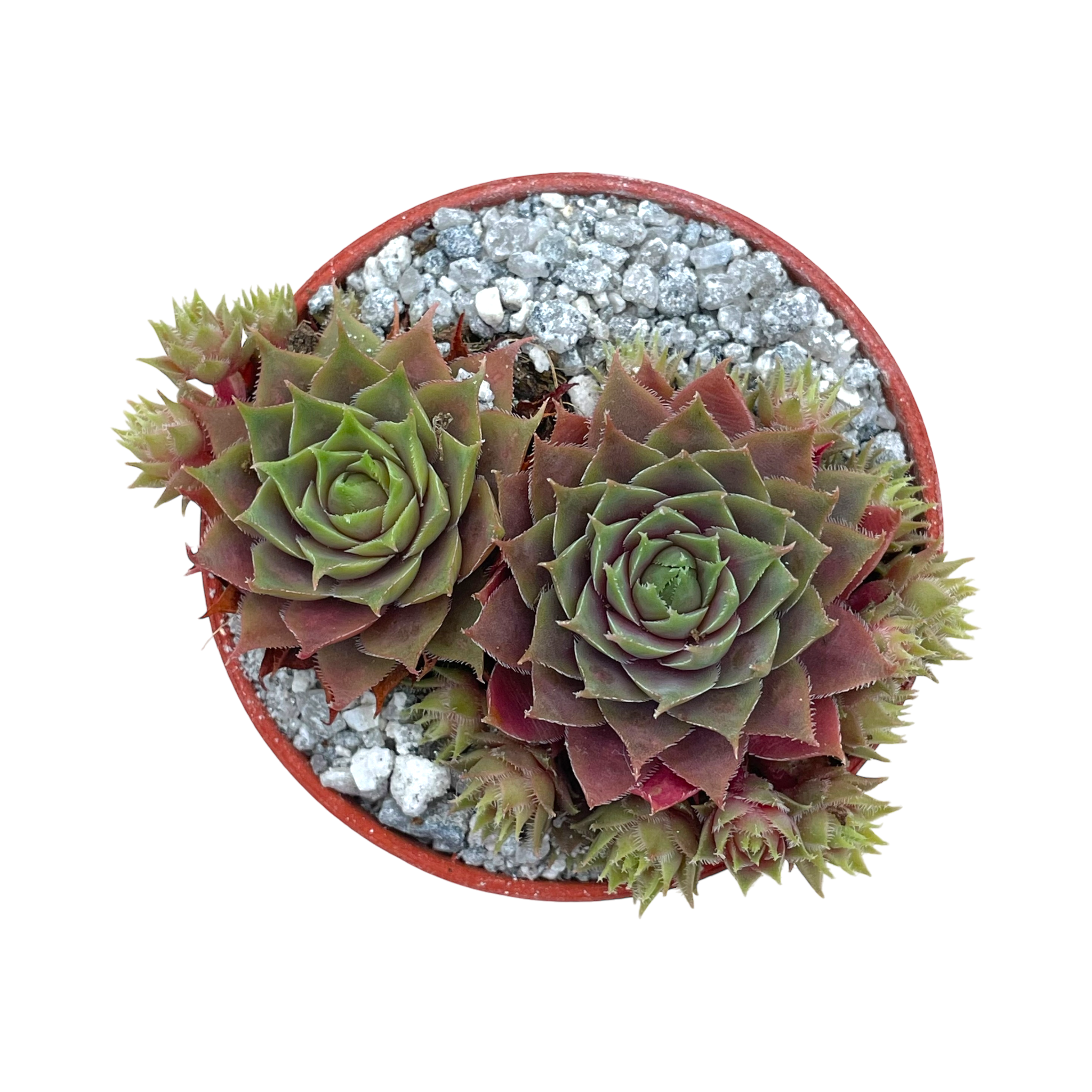 Sempervivum 'Kitty's'