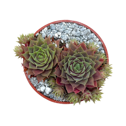 Sempervivum 'Kitty's'