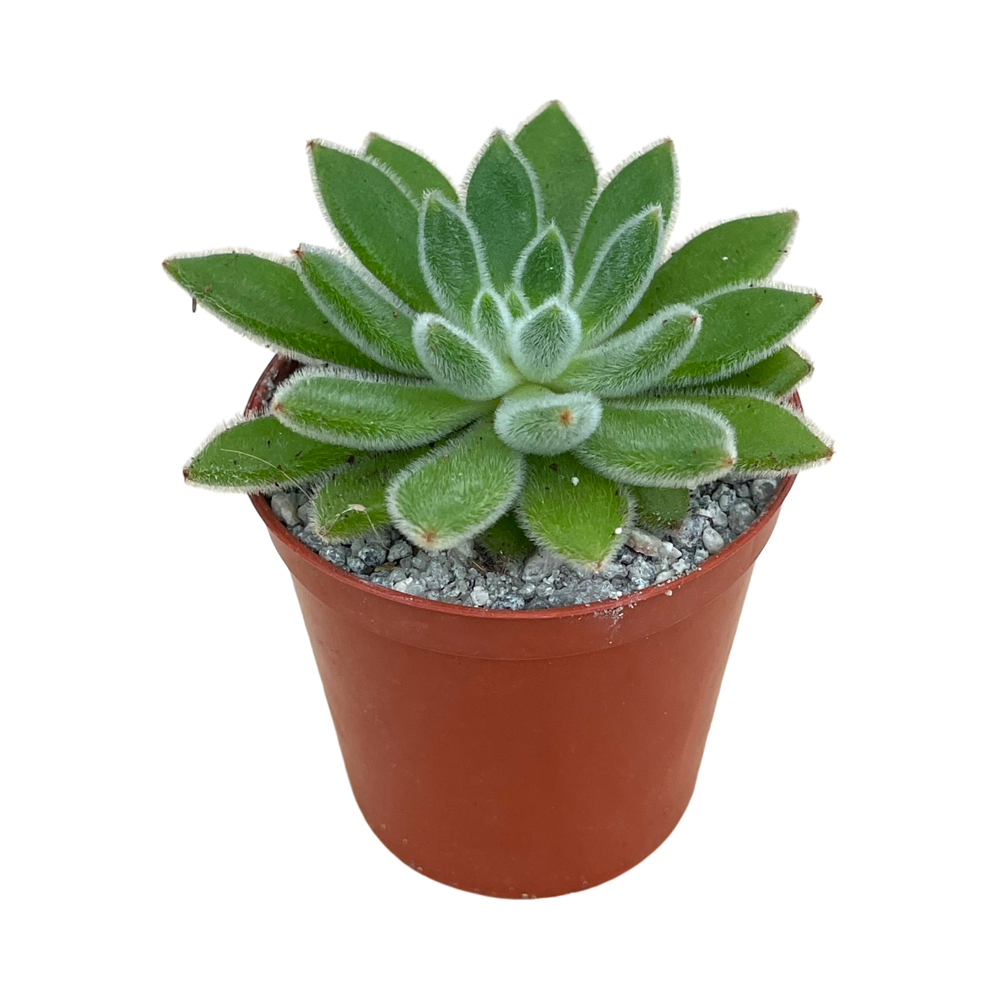 Echeveria 'Set-Oliver'