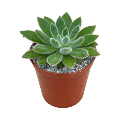 Echeveria 'Set-Oliver'