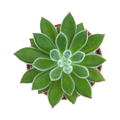 Echeveria 'Set-Oliver'