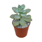 Graptopetalum paraguayense