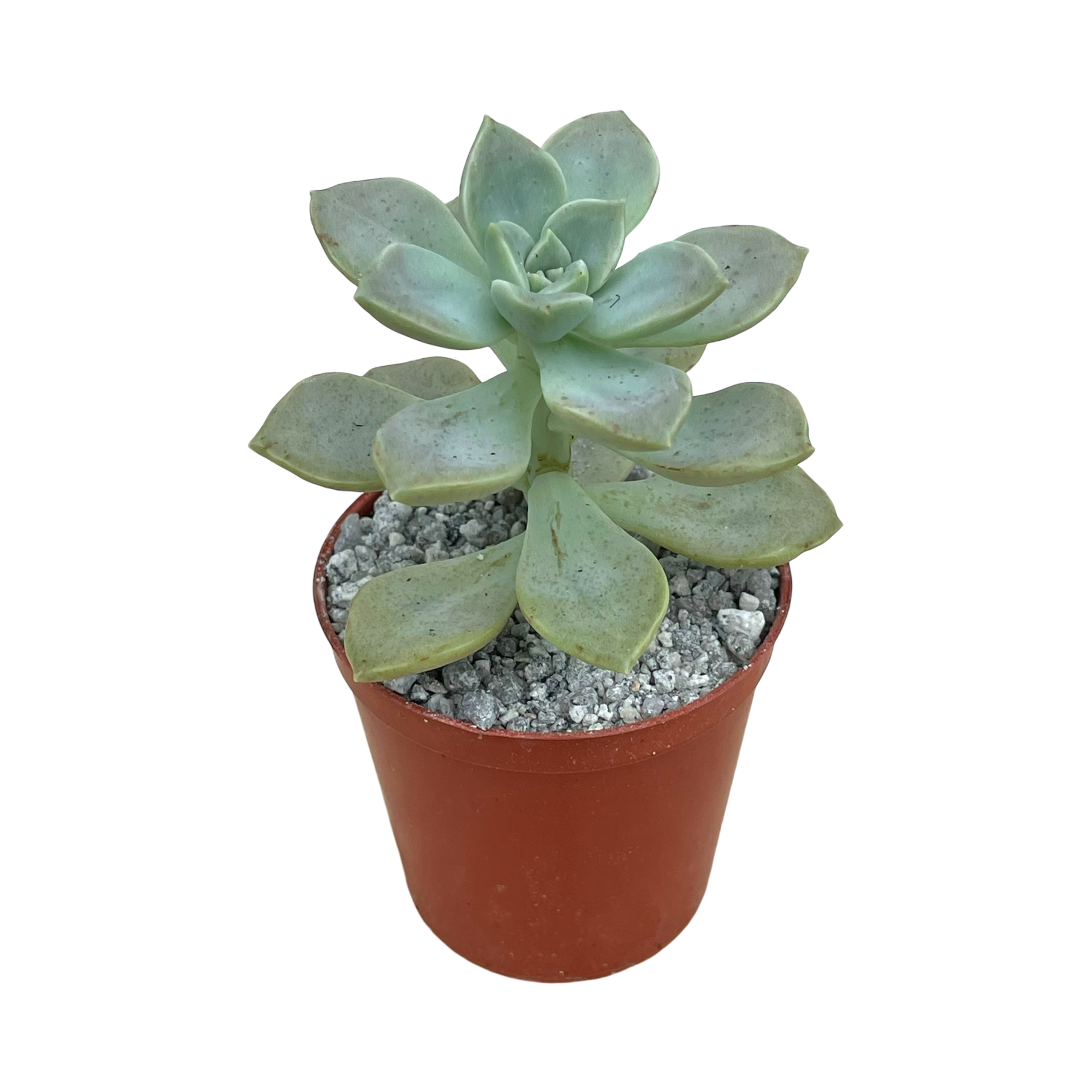 IMG-0470.png?v=1744650990&