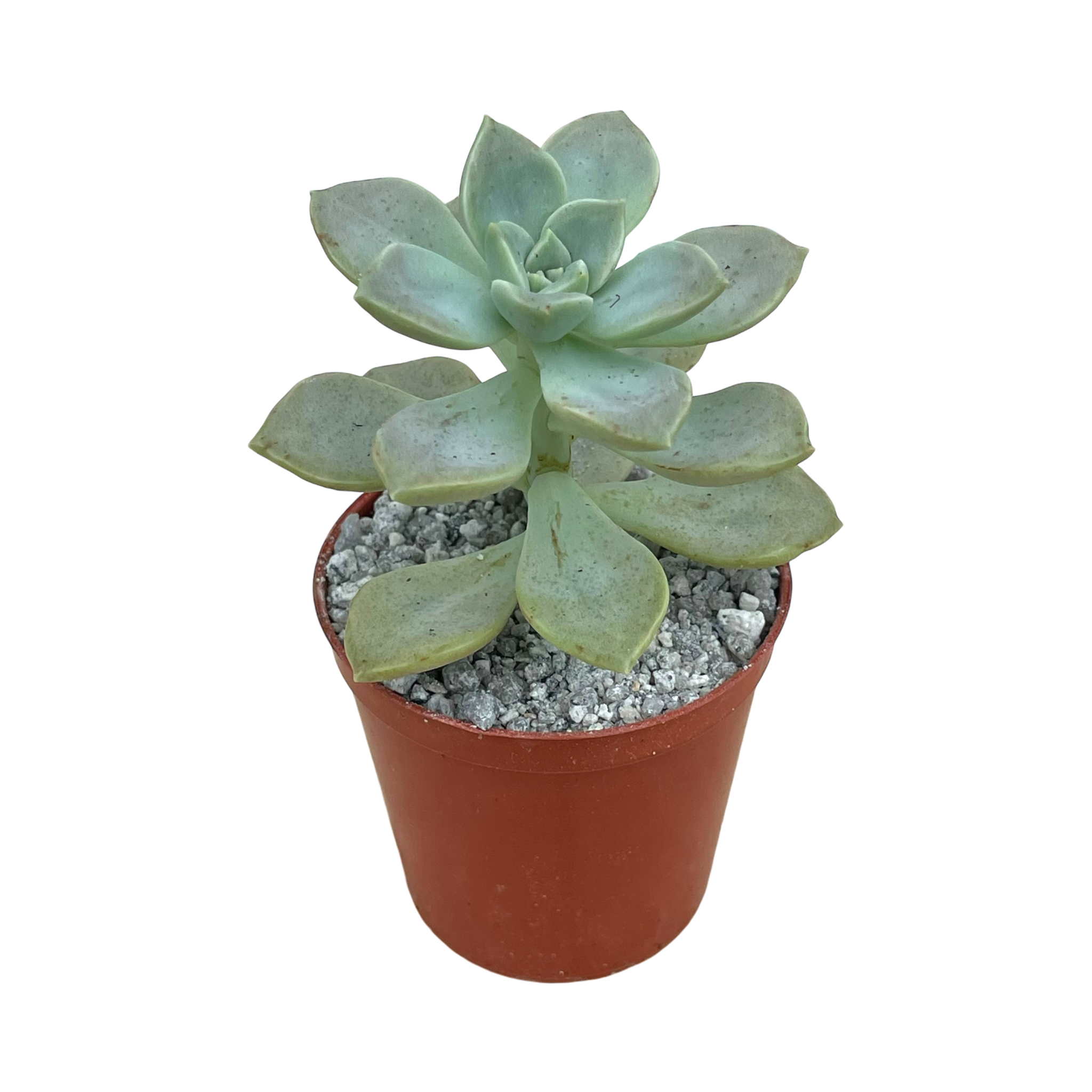 Graptopetalum paraguayense