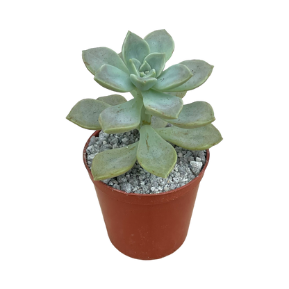 Graptopetalum paraguayense