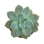 Graptopetalum paraguayense