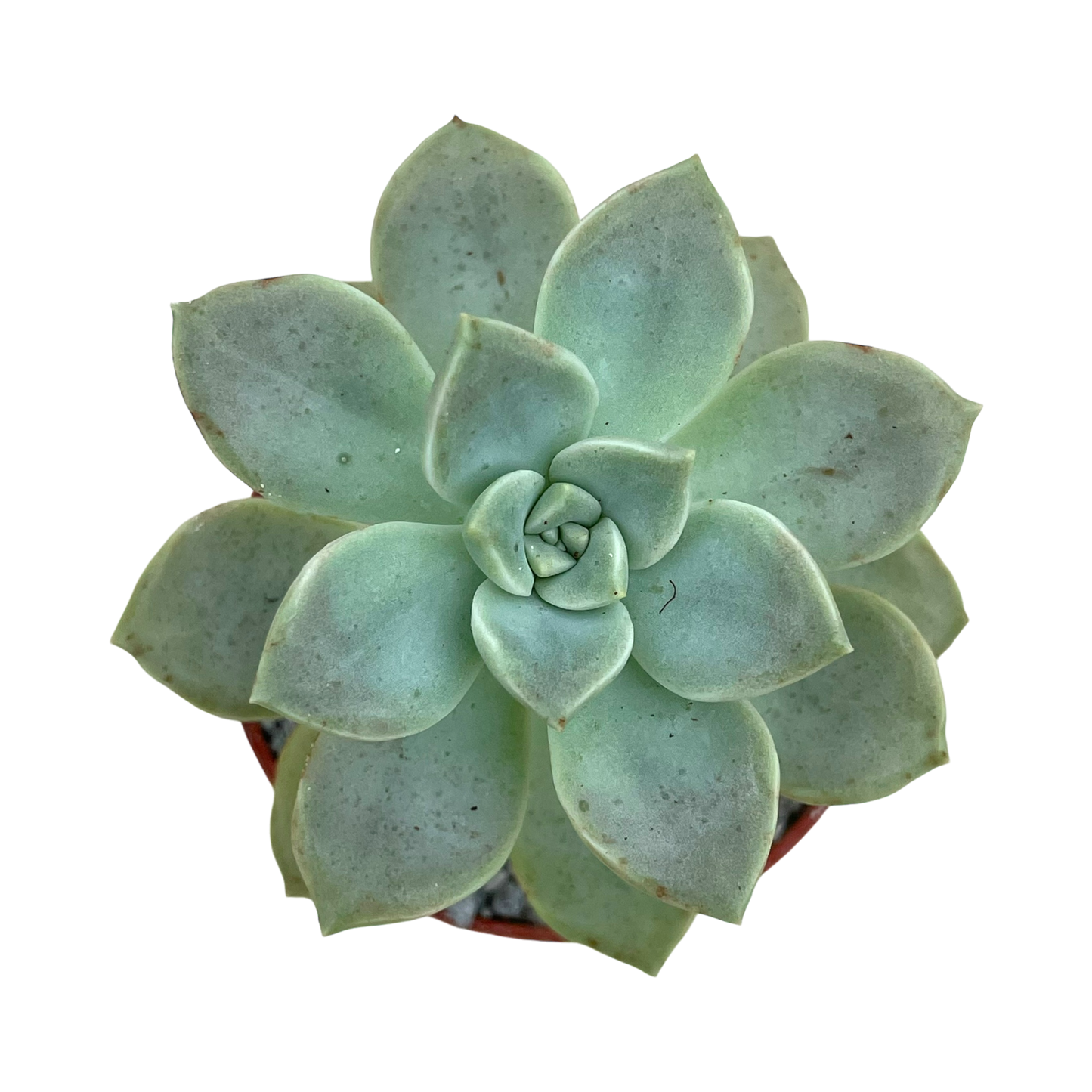 Graptopetalum paraguayense