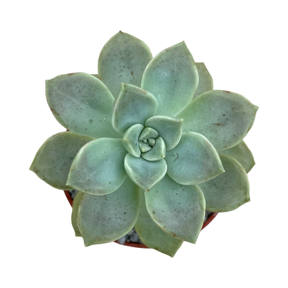 Graptopetalum paraguayense