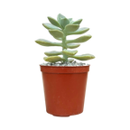 Graptopetalum paraguayense