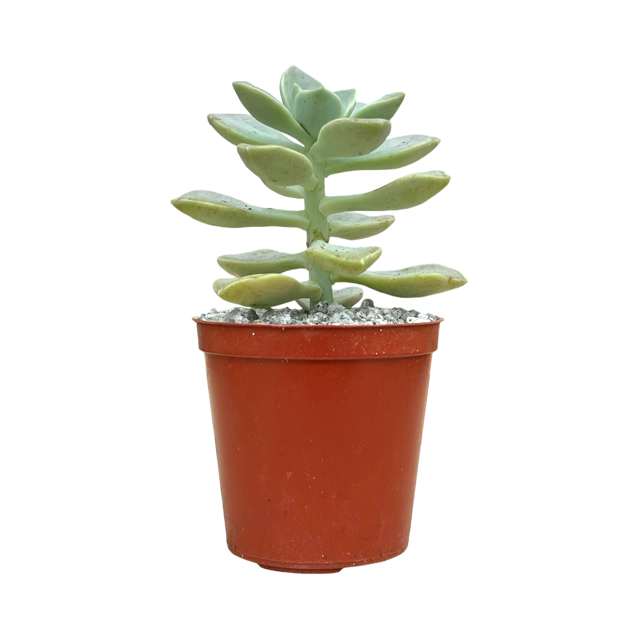 Graptopetalum paraguayense