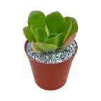 Aeonium glutinosum