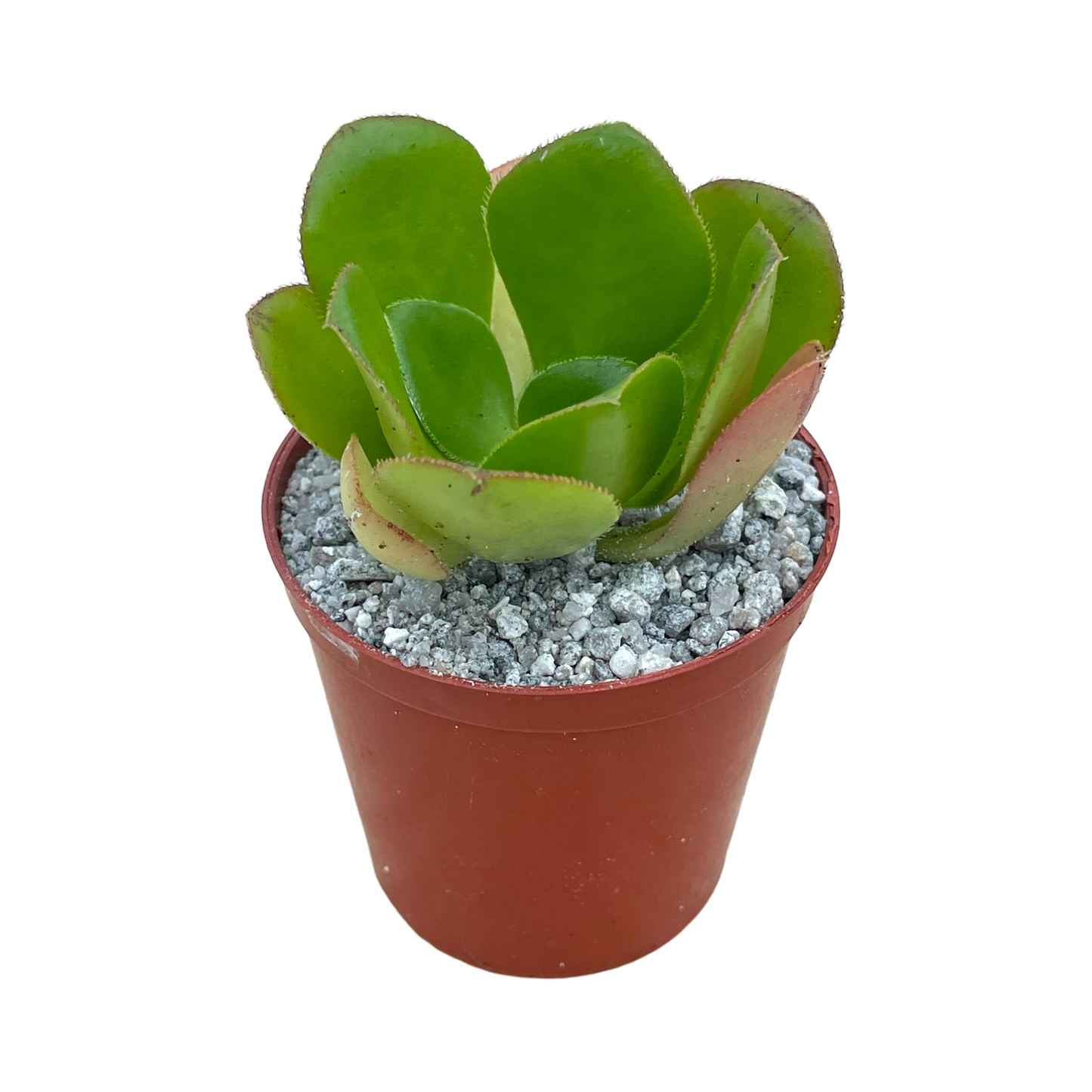 Aeonium glutinosum