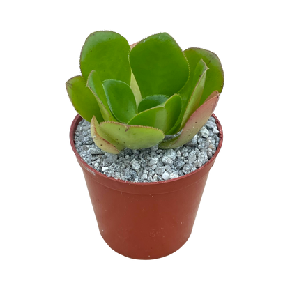 Aeonium glutinosum