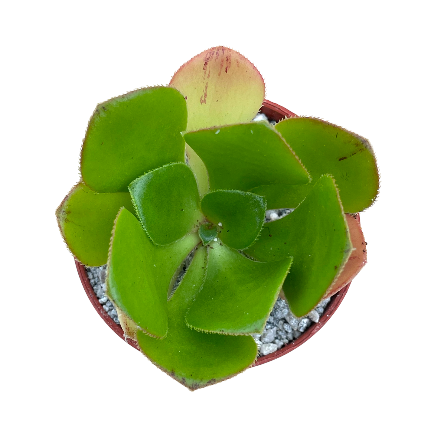 Aeonium glutinosum