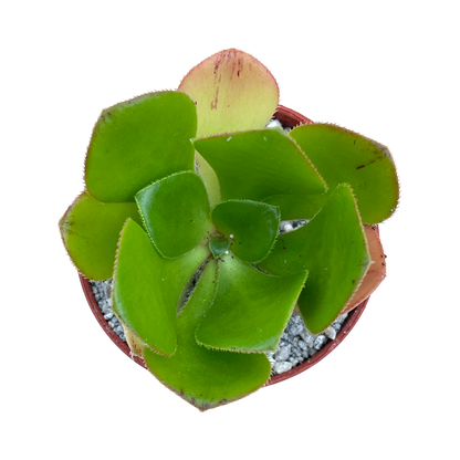 Aeonium glutinosum