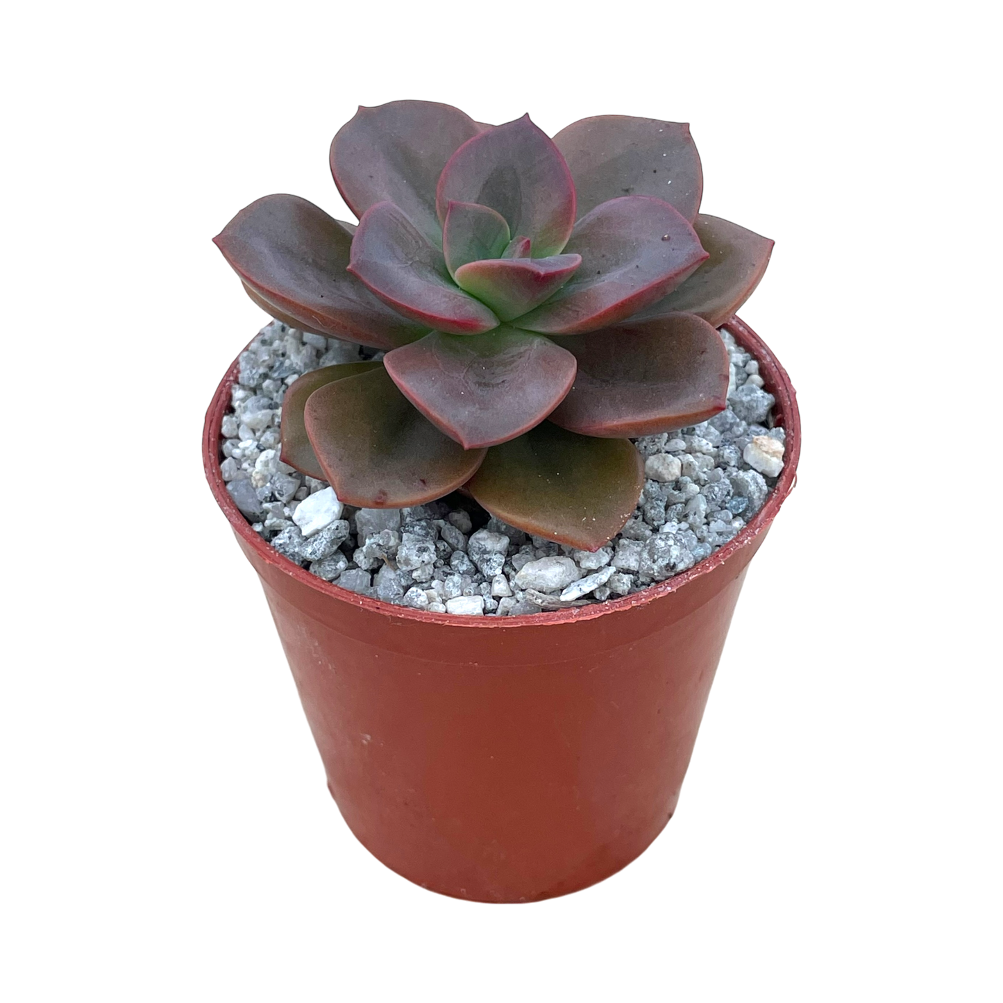 Echeveria 'Chroma'