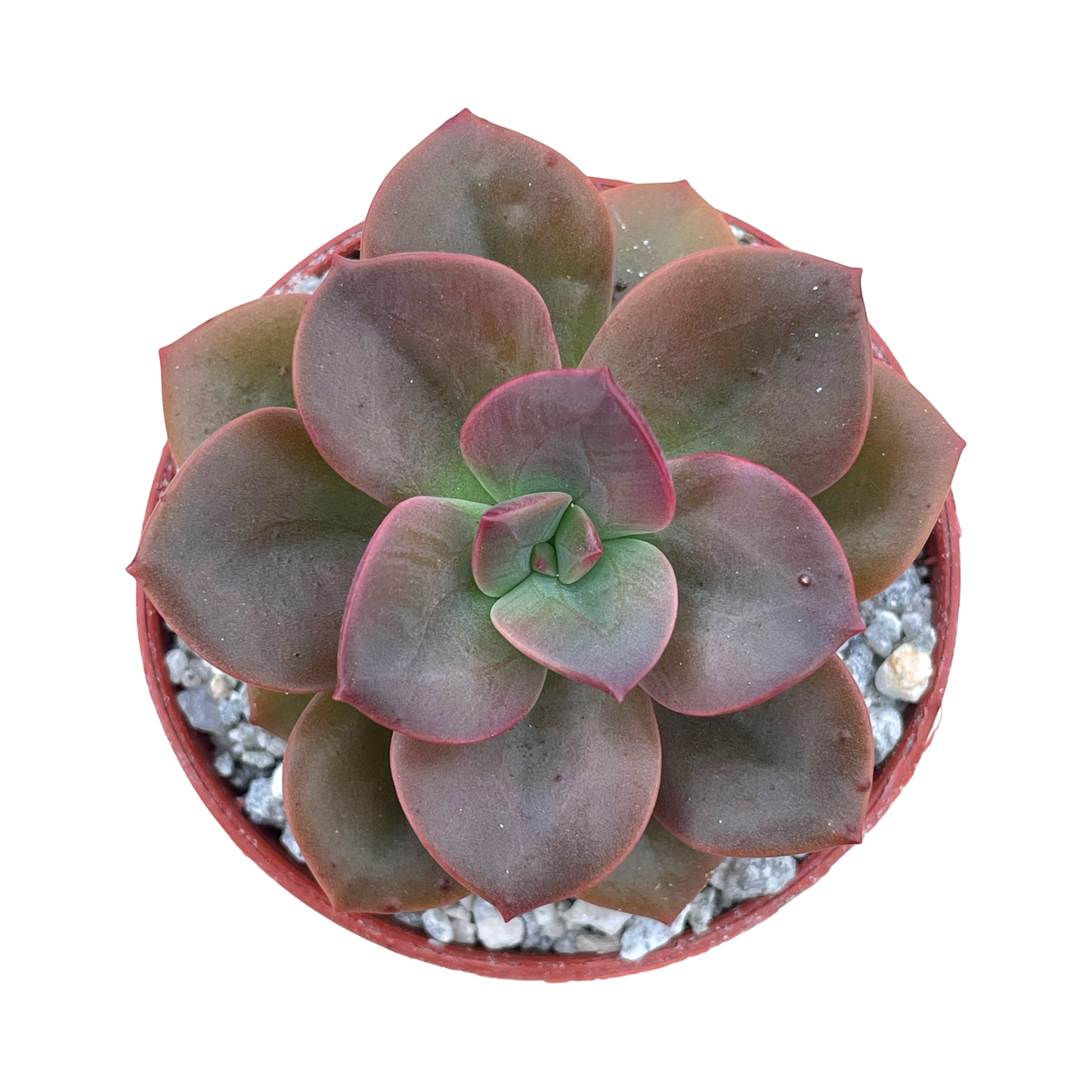 Echeveria 'Chroma'