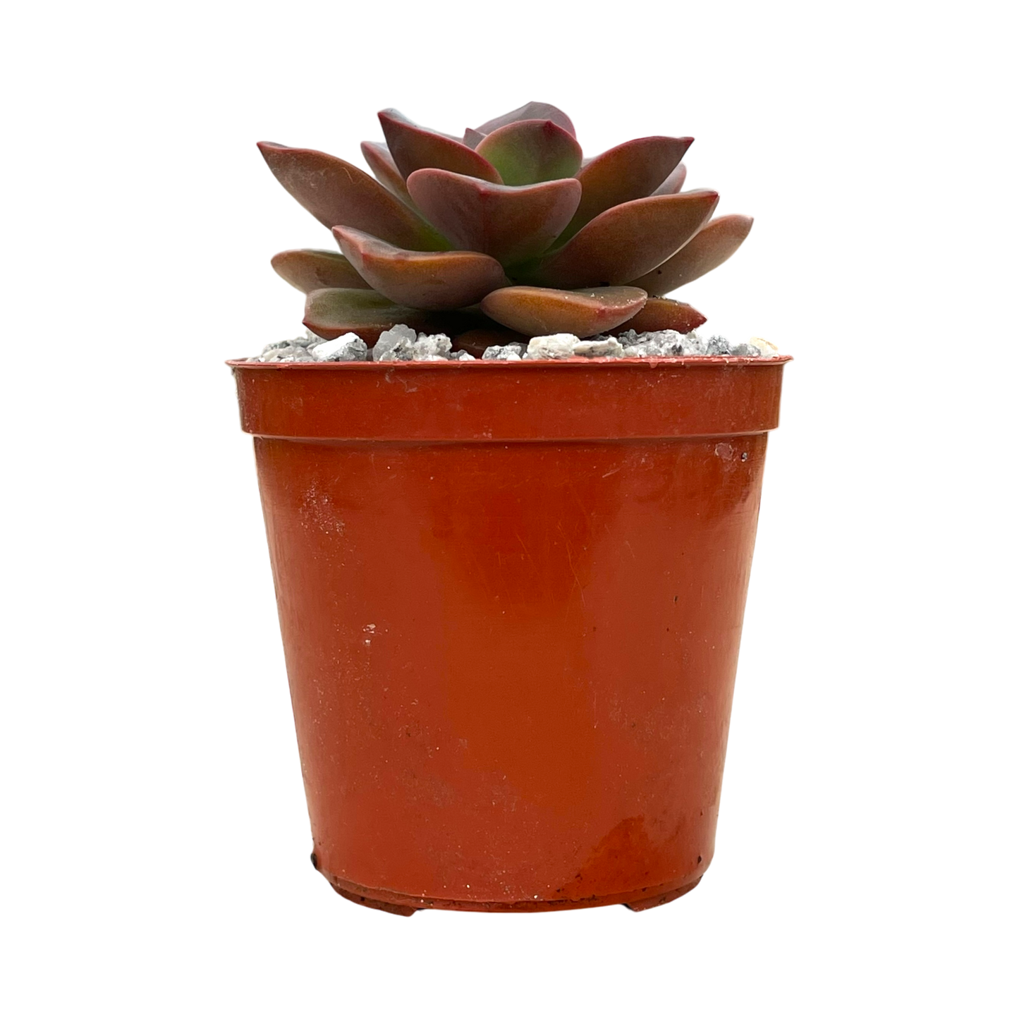 Echeveria 'Chroma'