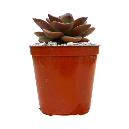 Echeveria 'Chroma'