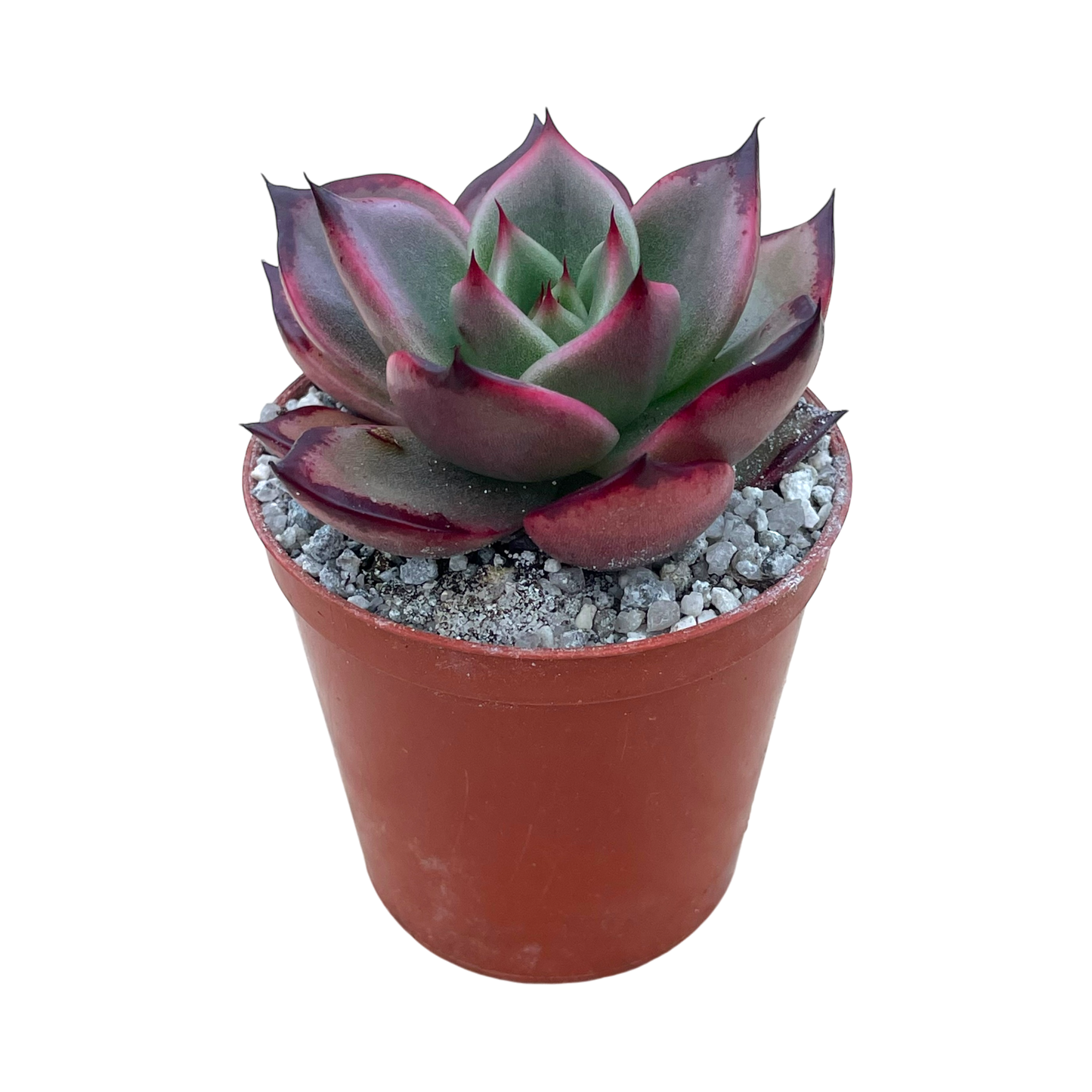 Echeveria agavoides 'Dragons Tooth'