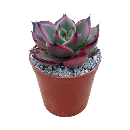 Echeveria agavoides 'Dragons Tooth'