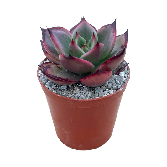 Echeveria agavoides 'Dragons Tooth'