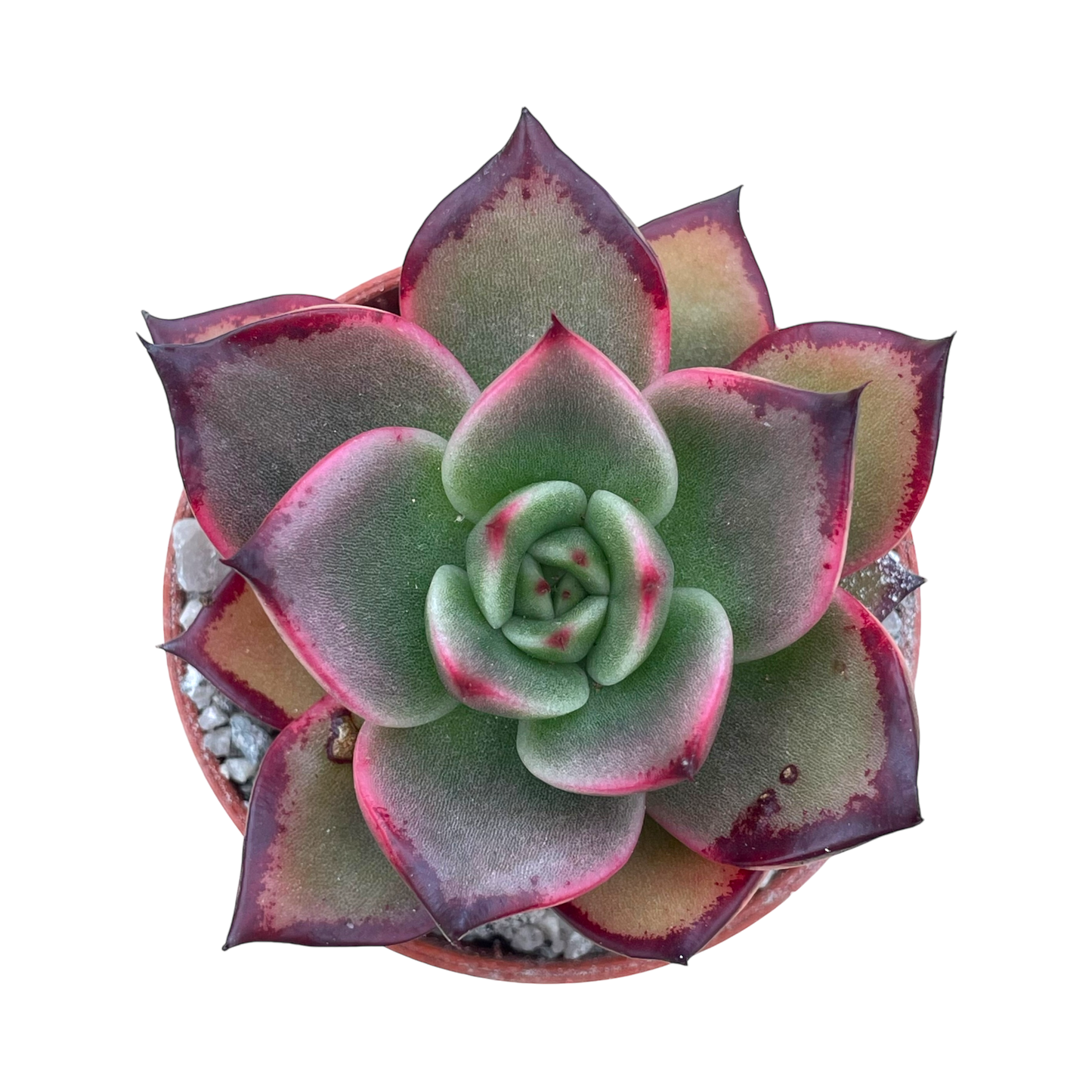 Echeveria agavoides 'Dragons Tooth'