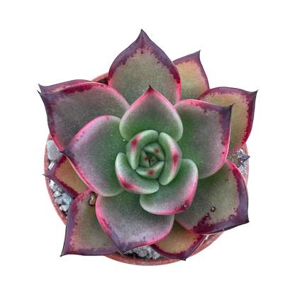 Echeveria agavoides 'Dragons Tooth'