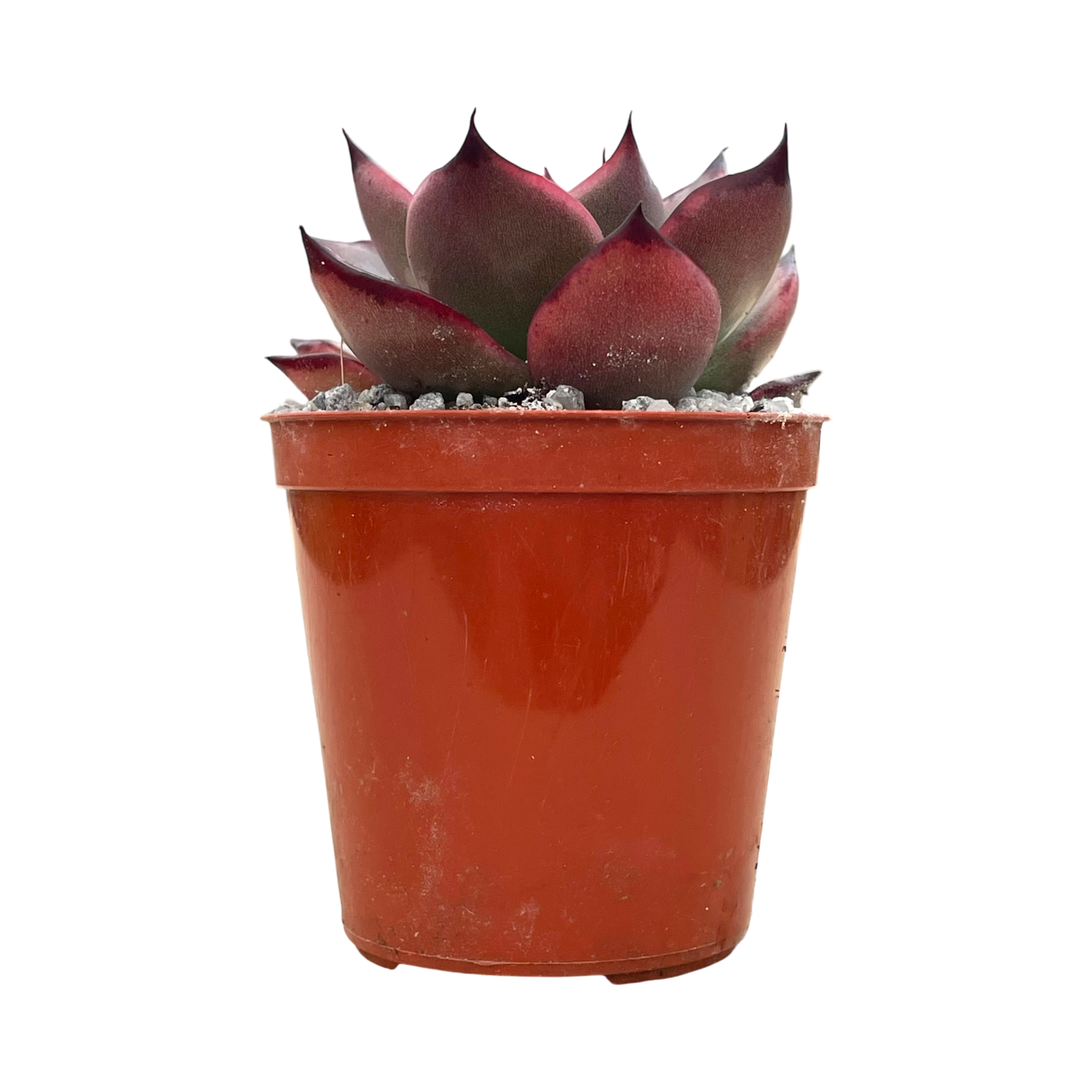 Echeveria agavoides 'Dragons Tooth'