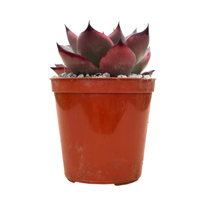 Echeveria agavoides 'Dragons Tooth'